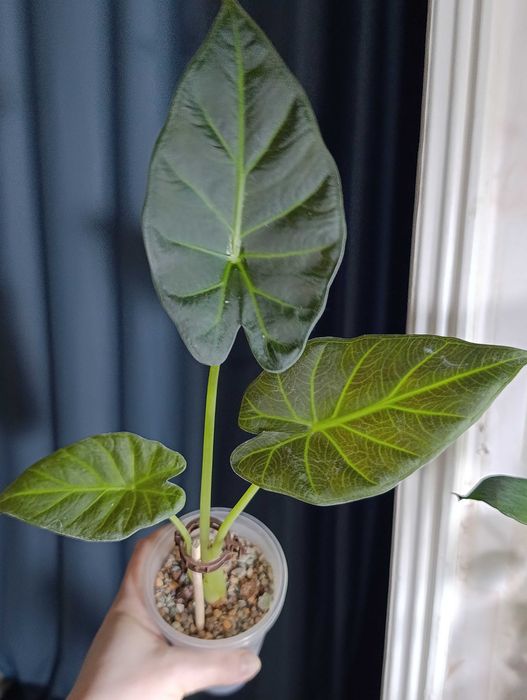 Цветы Фергана.Алоказия Регал Шилдс