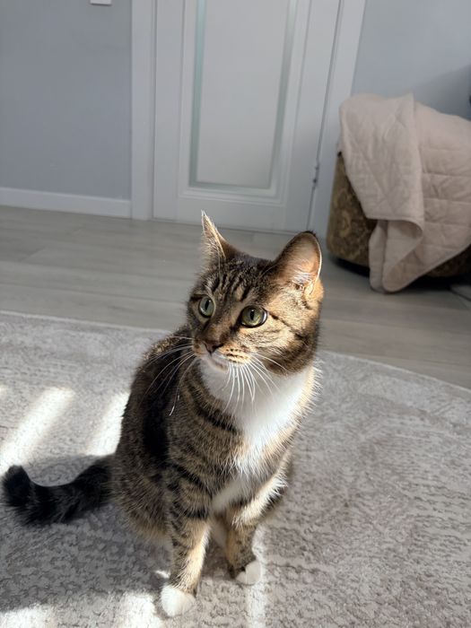 Кошка, Отдам даром.