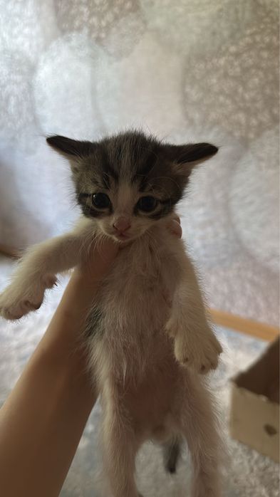 Отдам котят в добрые руки,3мальчика 1 девочка(черная)