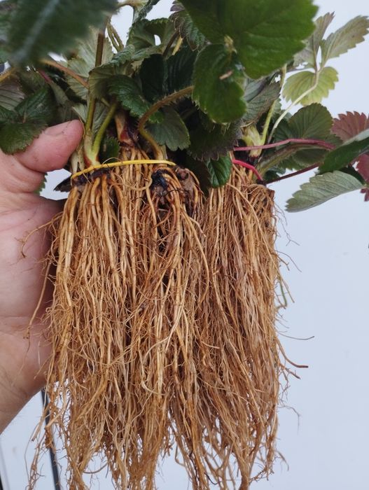 Разсад ягоди,перфектно качество