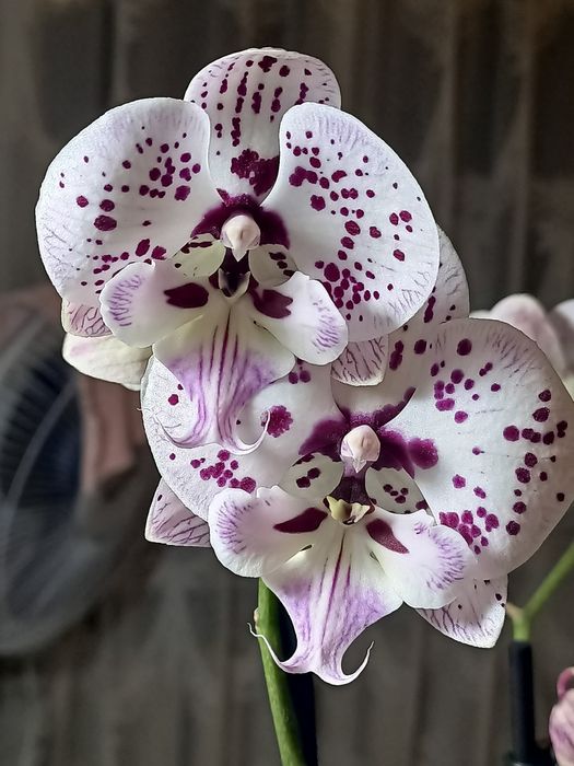 Продам орхидеи фаленопсис