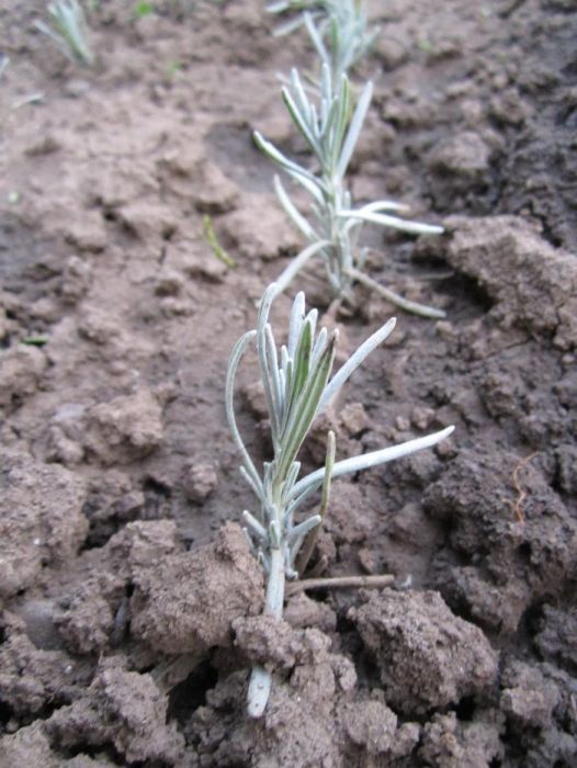 Butasi de lavanda si tufe
