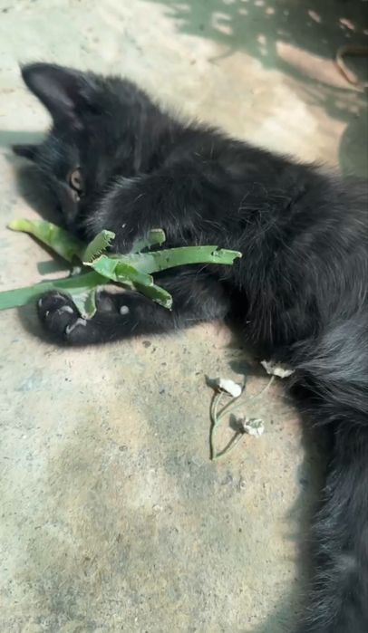 Отдам бесплатно в хорошие руки кошку и четыре котят