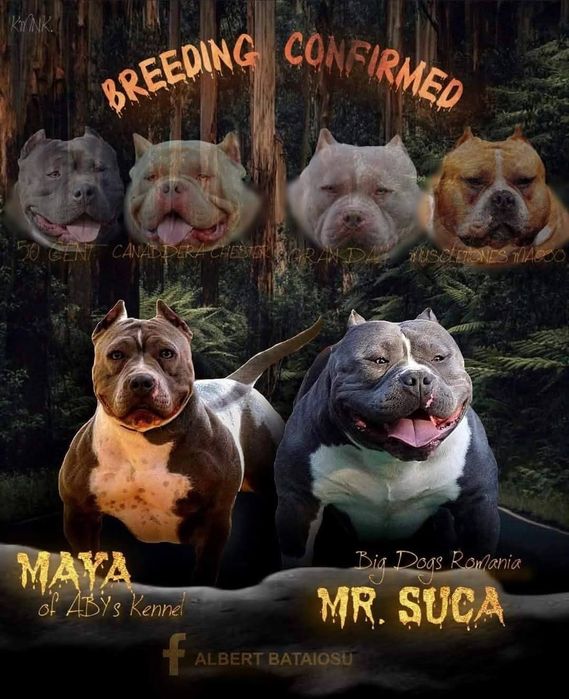 Mascul American Bully POCKET, BIGDOGS Romania