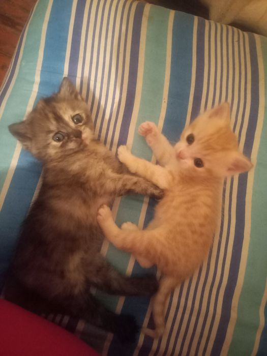 Отдам котят в добрые руки