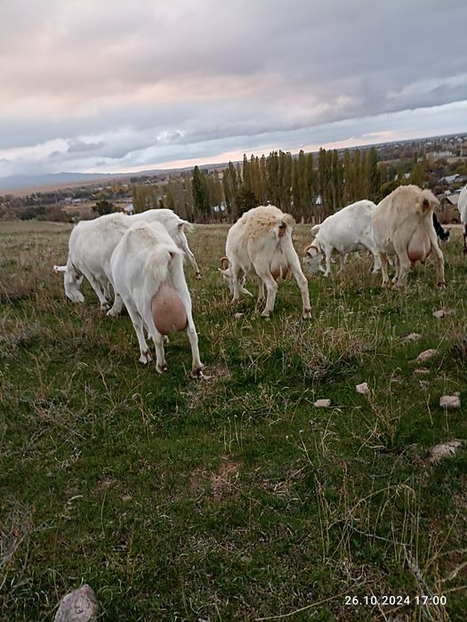 Продажа Зааненских коз.