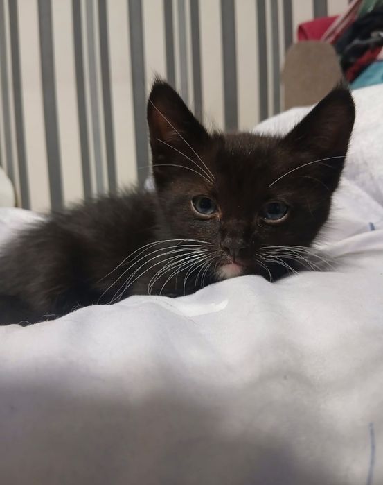 Отдам котенка мальчика