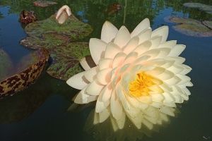 Нимфеи (разные сорта)