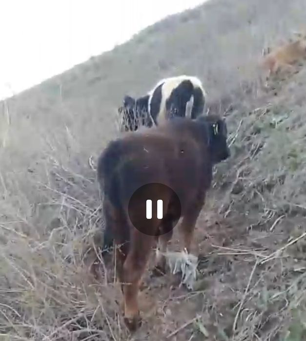 Сиыр бұқа бұзау.