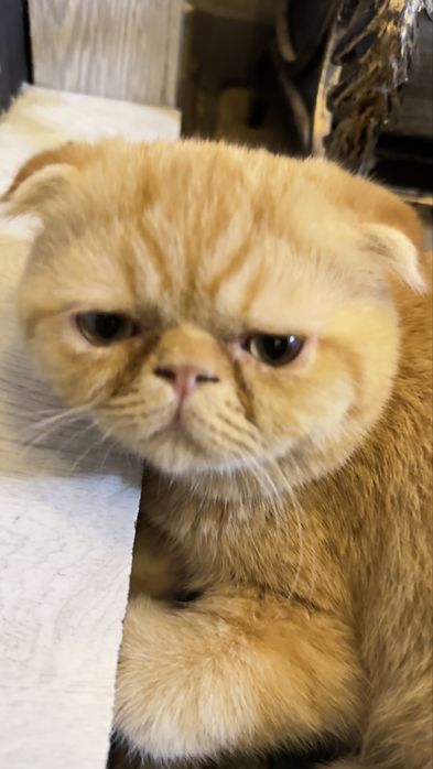 •	 Красивая персидская кошка ищет новый дом — ласковая и ухоженная