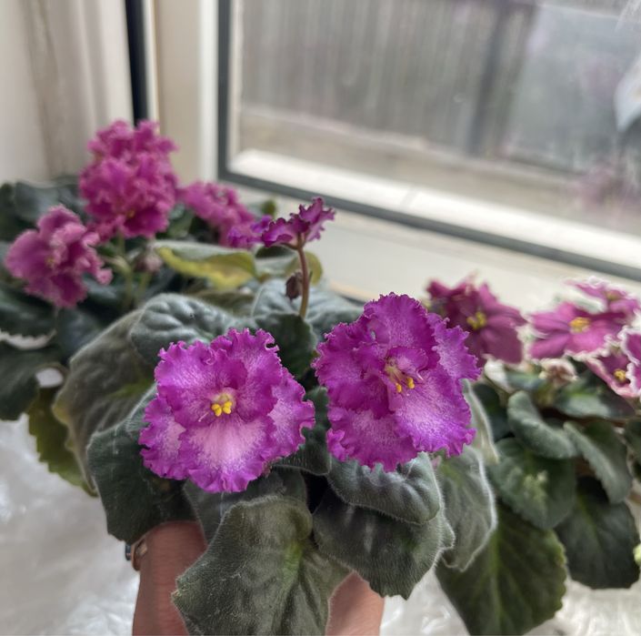 Продам цветущие сортовые фиалки