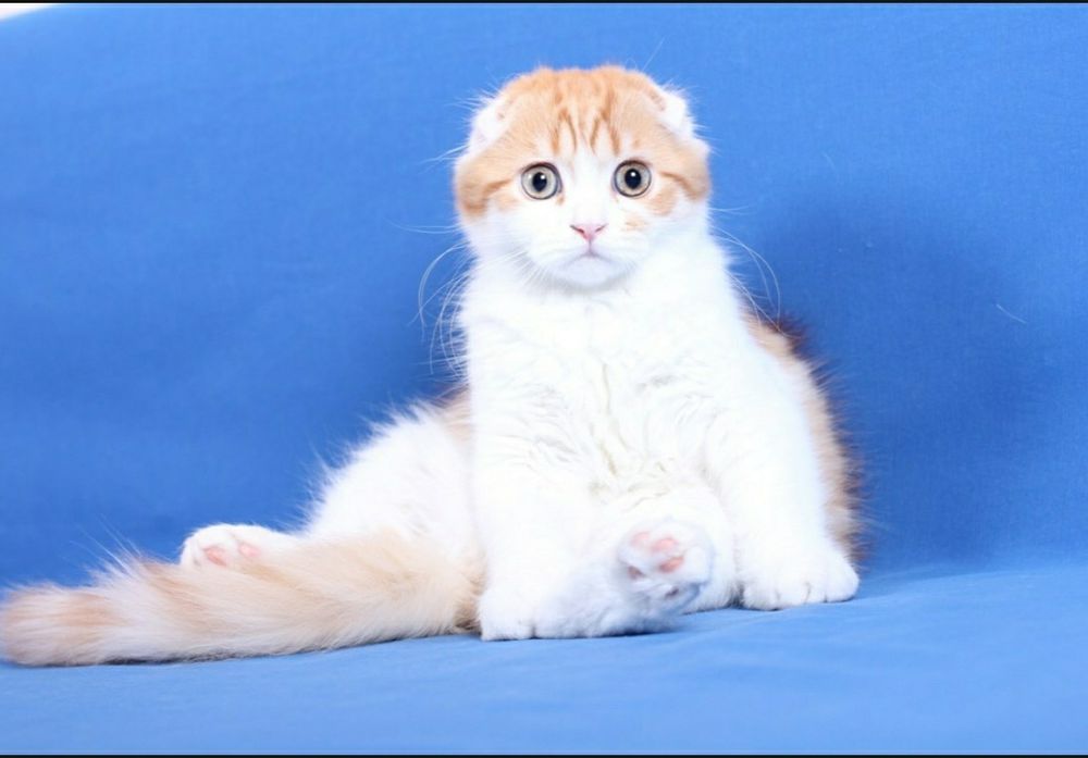 Милые котята породы скотиш фолд