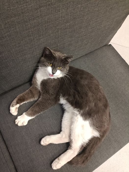 Ищем дом для кота