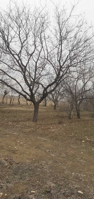 Ўтин, ўрик дарахти 18-21 йиллик