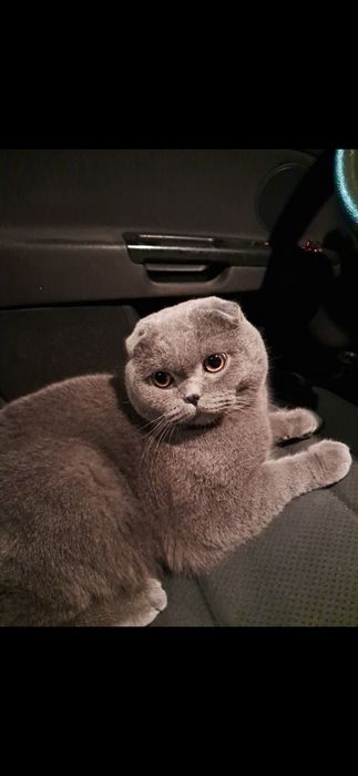 Motan scottish fold