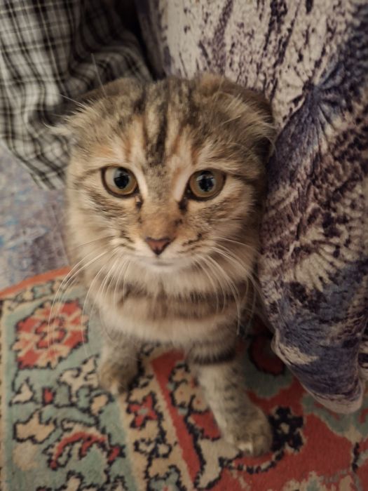 отдам в хорошие руки котенка
