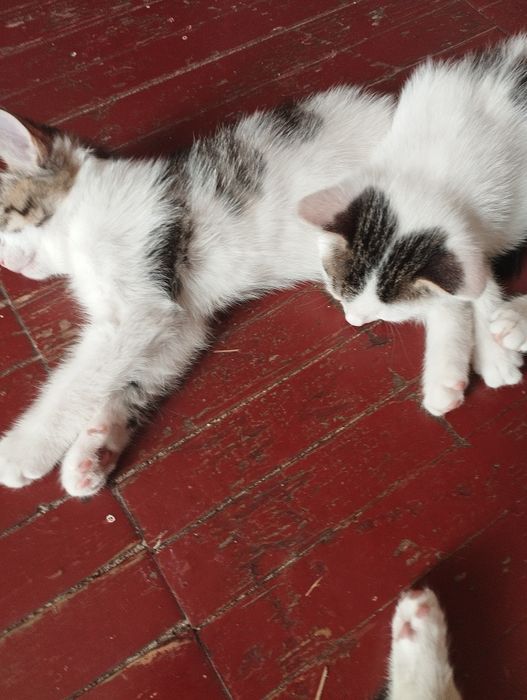 Отдам даром 4котенка,1,5 месяца