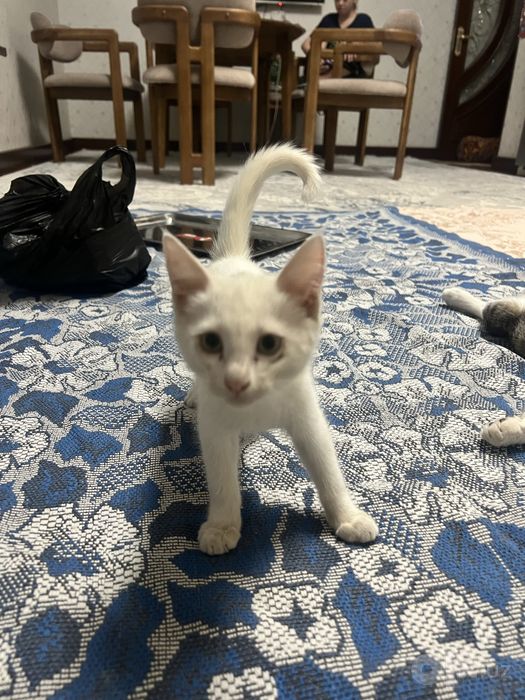 Домашние котята, отдам в хорошие руки