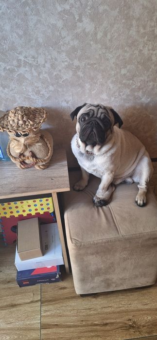 Наш умный собакен ищет себе невесту