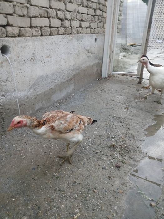 Dakan tovqlar sotiladi narxi 200000dan