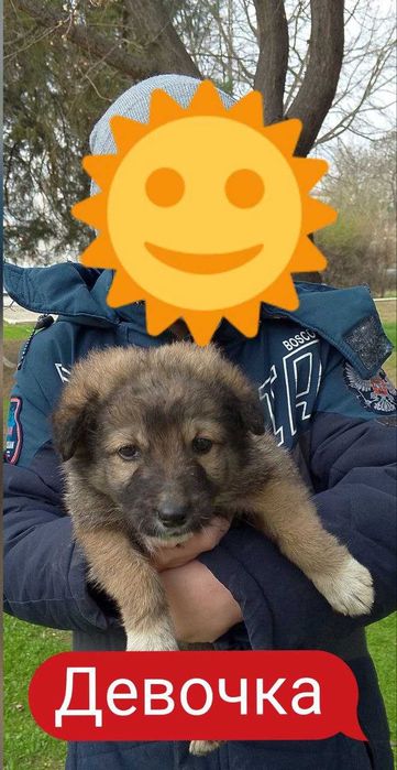 Щенки в добрые руки