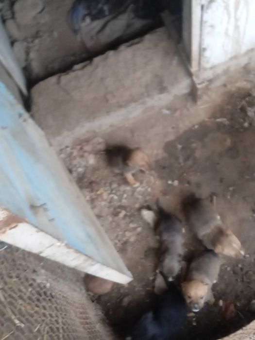 Pitbull it bolalari sotiladi