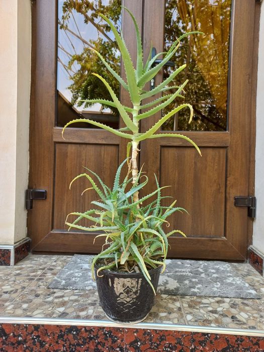 Домашние цветы Гуллар