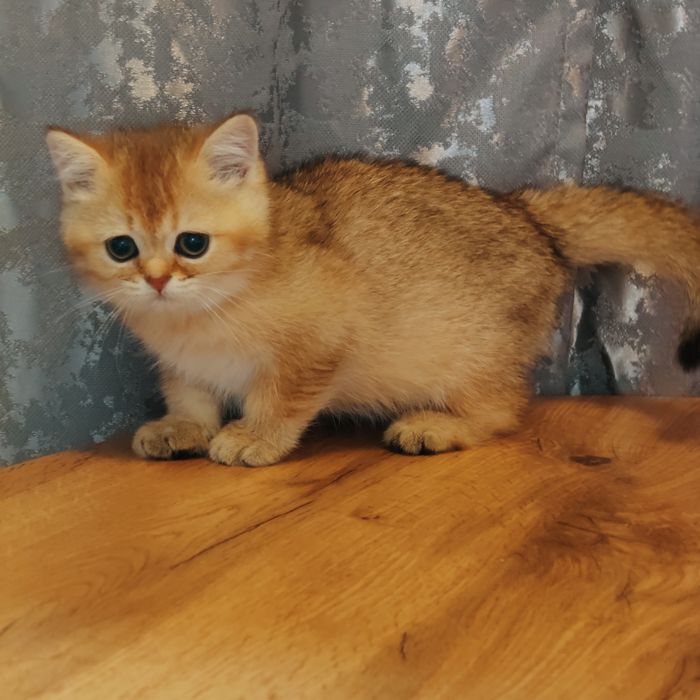 Котята золотые драгоценный окрас .