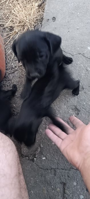 Кученца на 1.5 месеца мелез.