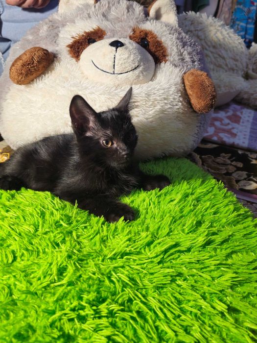 Котята ищут семьи!