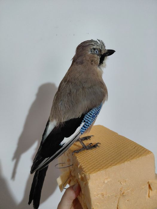 Gaita impaiata, taxidermie G2