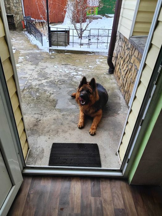 Продавам немска овчарка