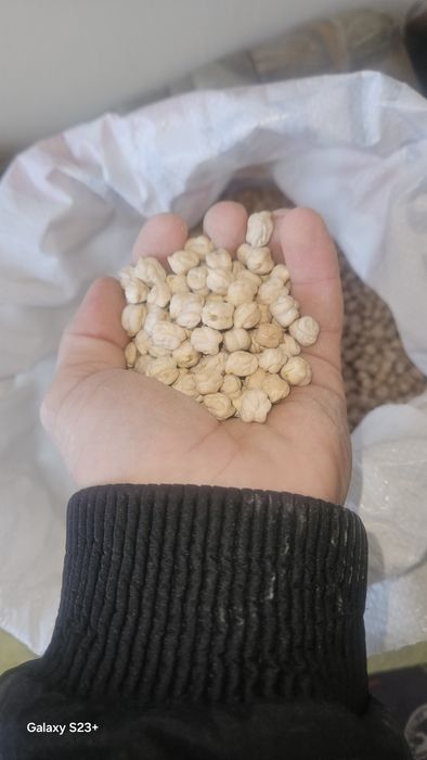 Noxat .Uruglik Uchun