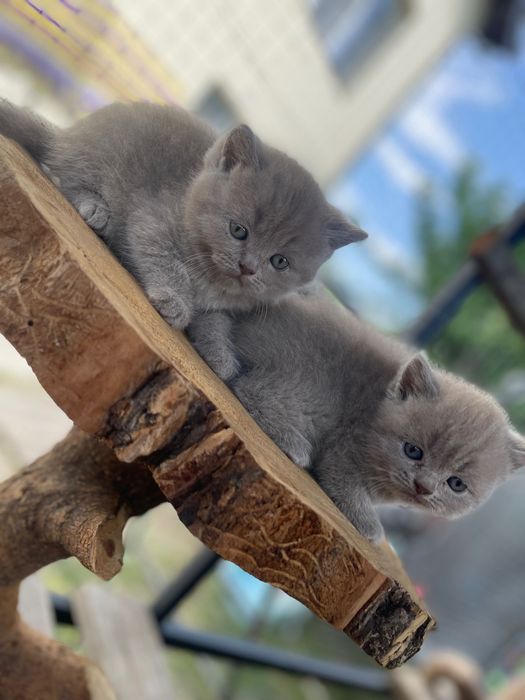 Британски късокосмести котета