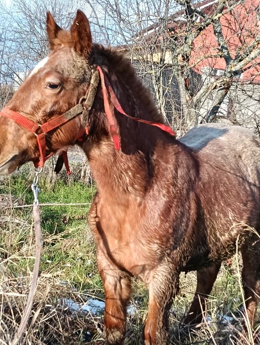 Vand mânz din cai grei