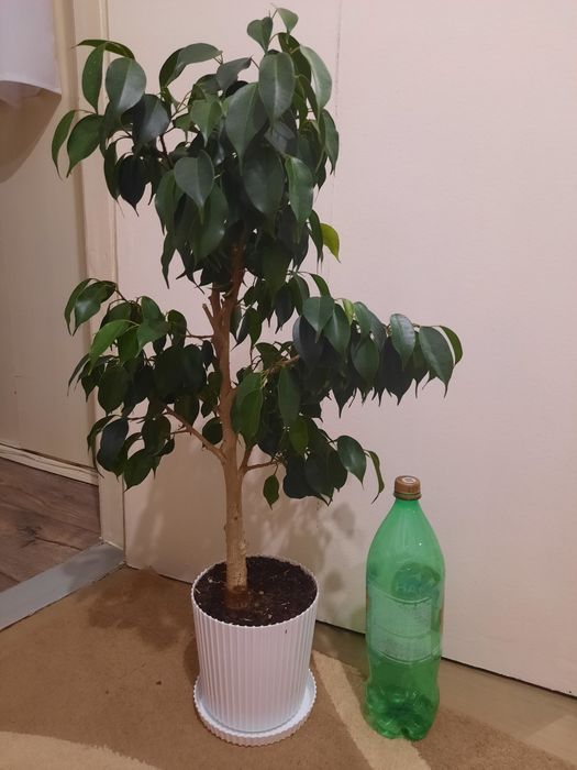 Продам фикус бенддамина