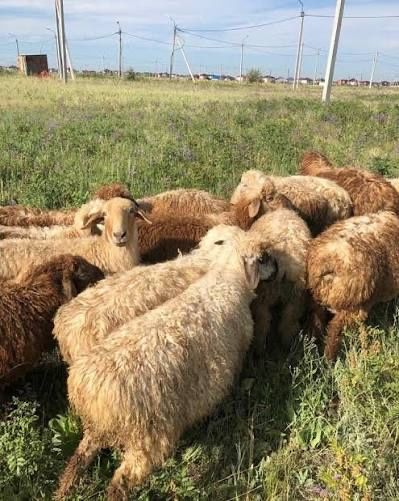 Продам мясисистых Барашков