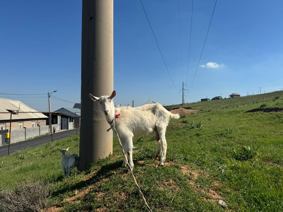 1  ешки 2 лагымен сутти