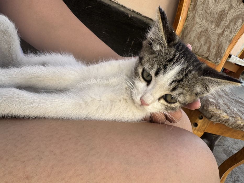 Продам котят в хорошие руки