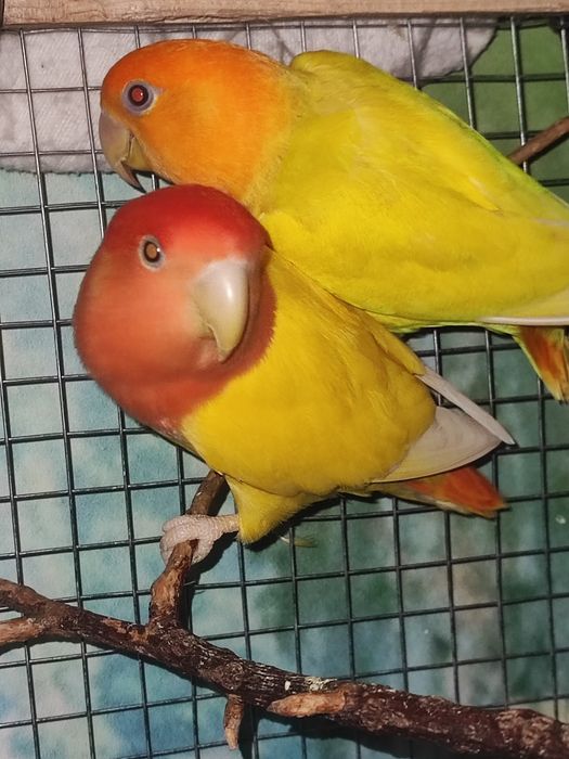 Papagal Agapornis Amorezi Pasari colivie Pasarea iubirii