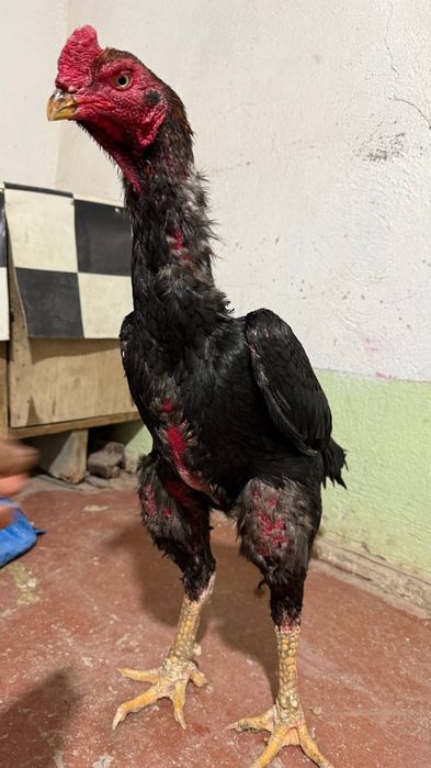 дакан тухумлари сотилади зоти тозаси бухоро гиждувонда