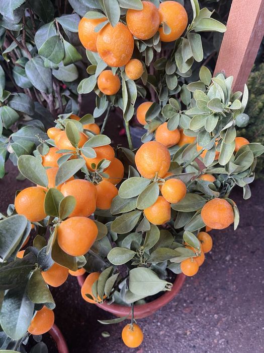 Саженцы мандаринов в продаже