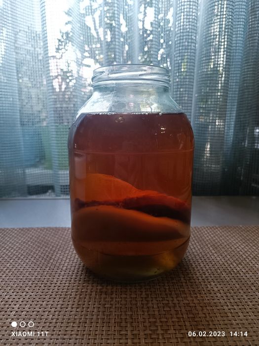 Продам чайный гриб.