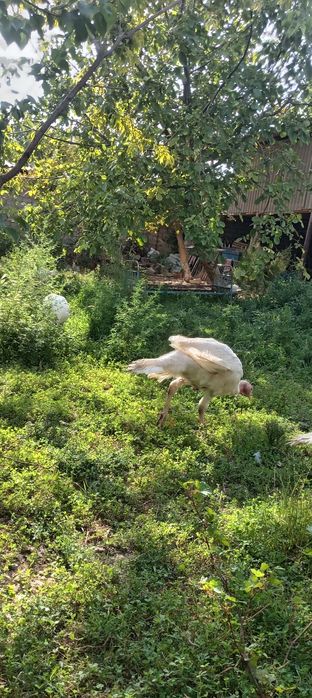 Big 6 kurkalari bor sotiladgon kere bosa tel qilylar kilosi 10 kilo