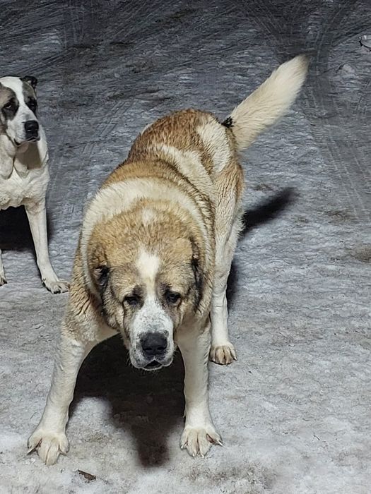 Щенок Алабая крупная девочка 3 месяца.