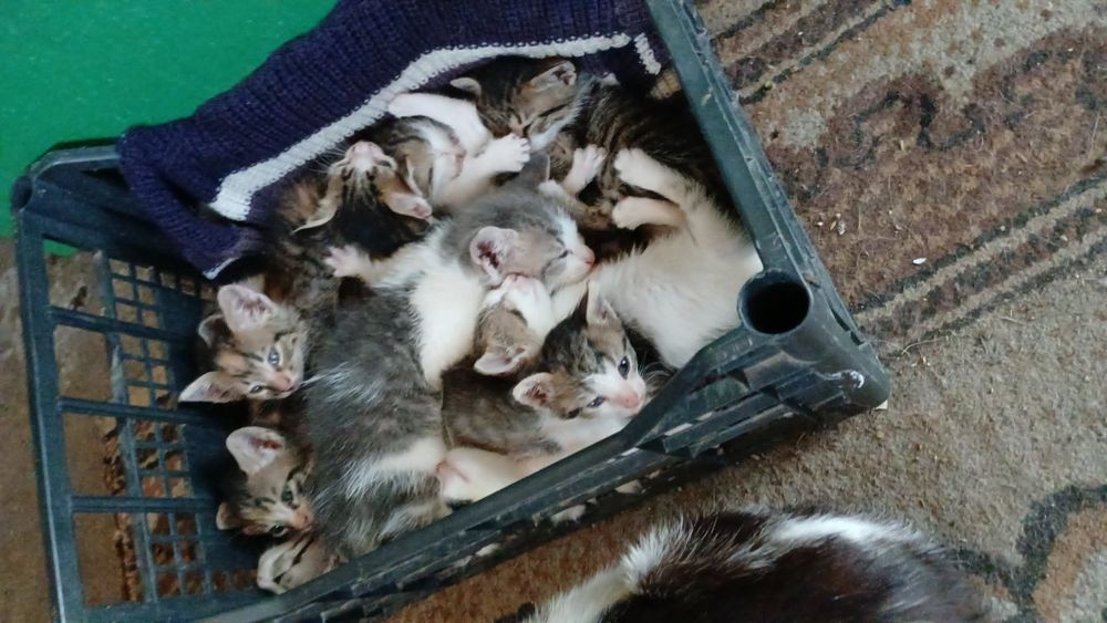 Donez 10 pui de pisica.nu știu ce vrâsta au