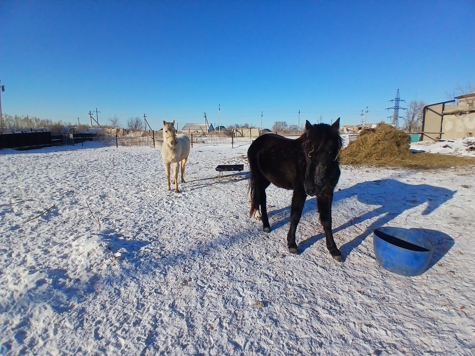 Продам жеребьёвка с кобылкой