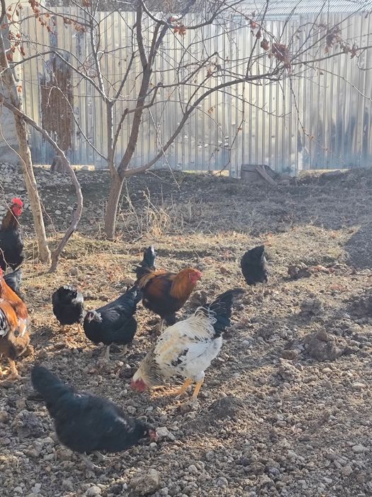 хорозлар сотилади 120 мингдан