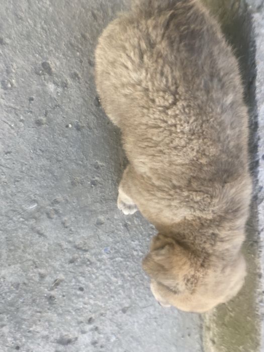 Төбет щенок 1 месяц