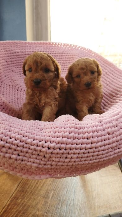 Миниатюра Пудель